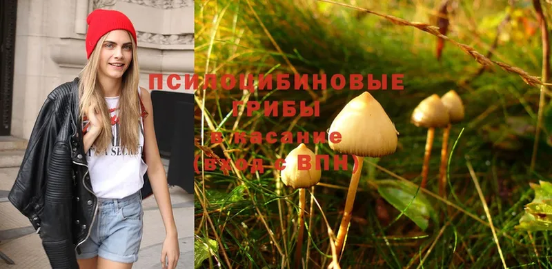 Псилоцибиновые грибы Psilocybe  Покров 